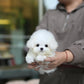 Bear - Mini Bichon (White)