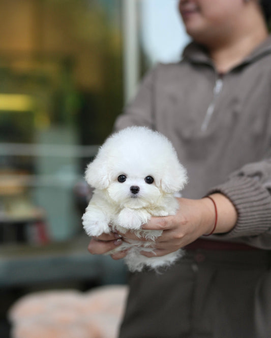 Bear - Mini Bichon (White)