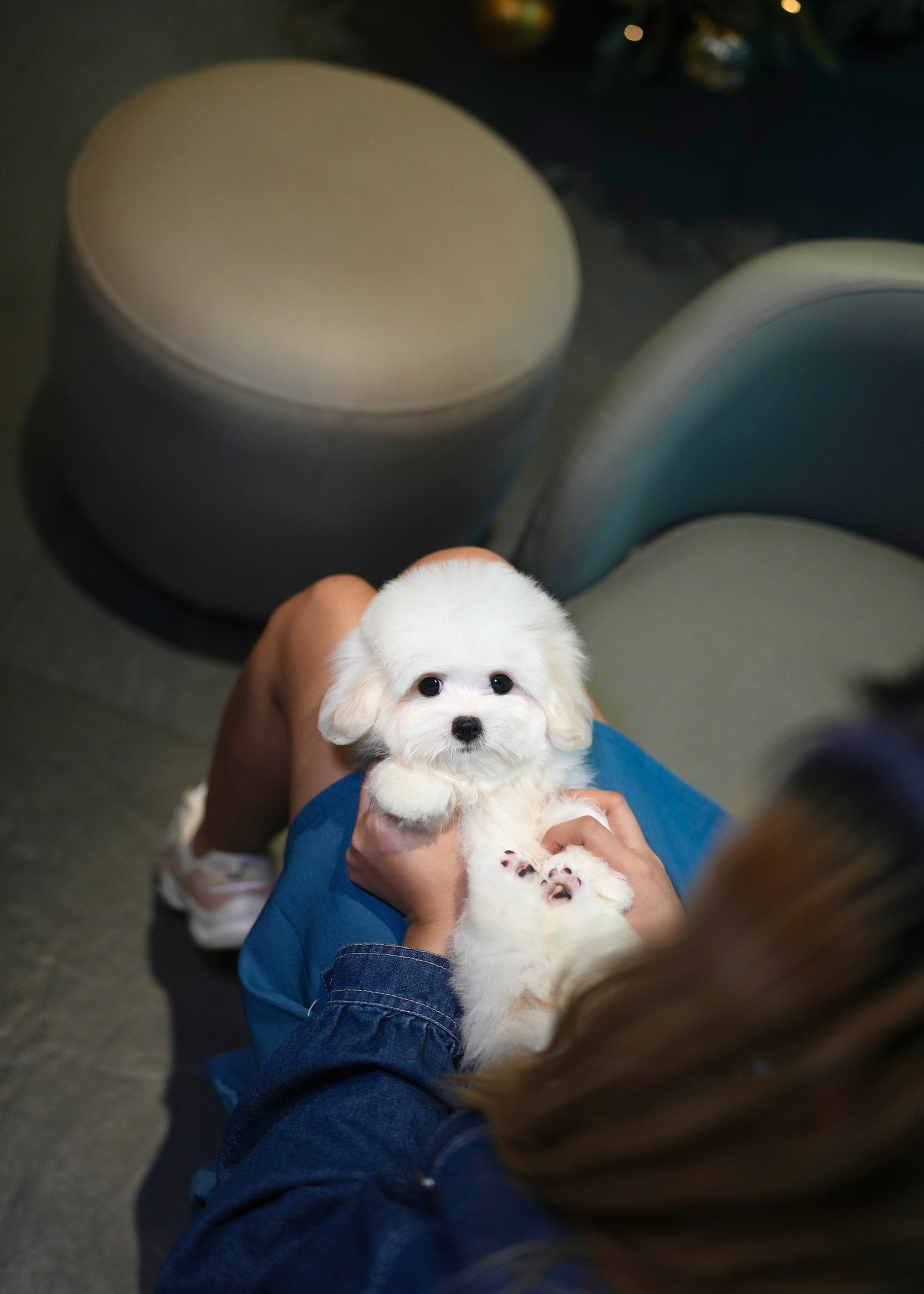 Fluffy - Coton de Tulear (White)