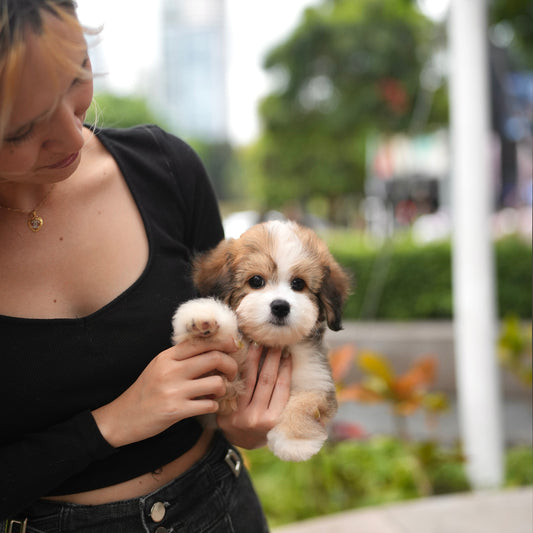 Emmy - Mini Golden Doodle (Parti)