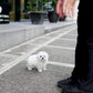 Rupert - Maltese (White)
