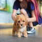 Jeni - Mini Golden Doodle (Brown)