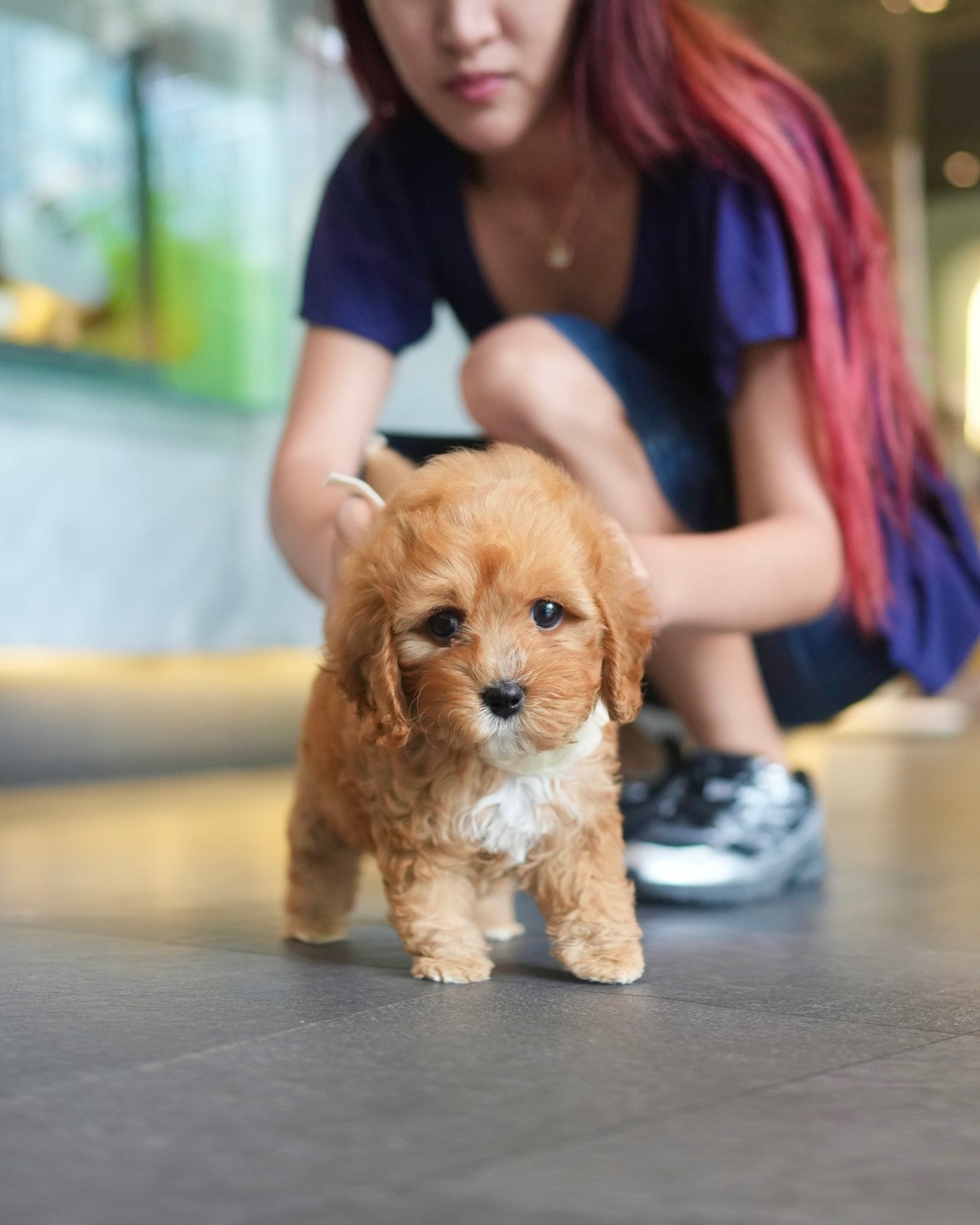 Jeni - Mini Golden Doodle (Brown)