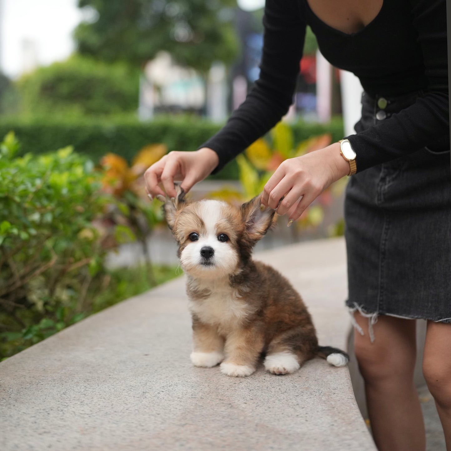 Emmy - Mini Golden Doodle (Parti)