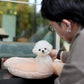 Bear - Mini Bichon (White)