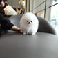Kane - Pomeranian (White)