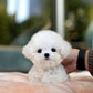 Bear - Mini Bichon (White)