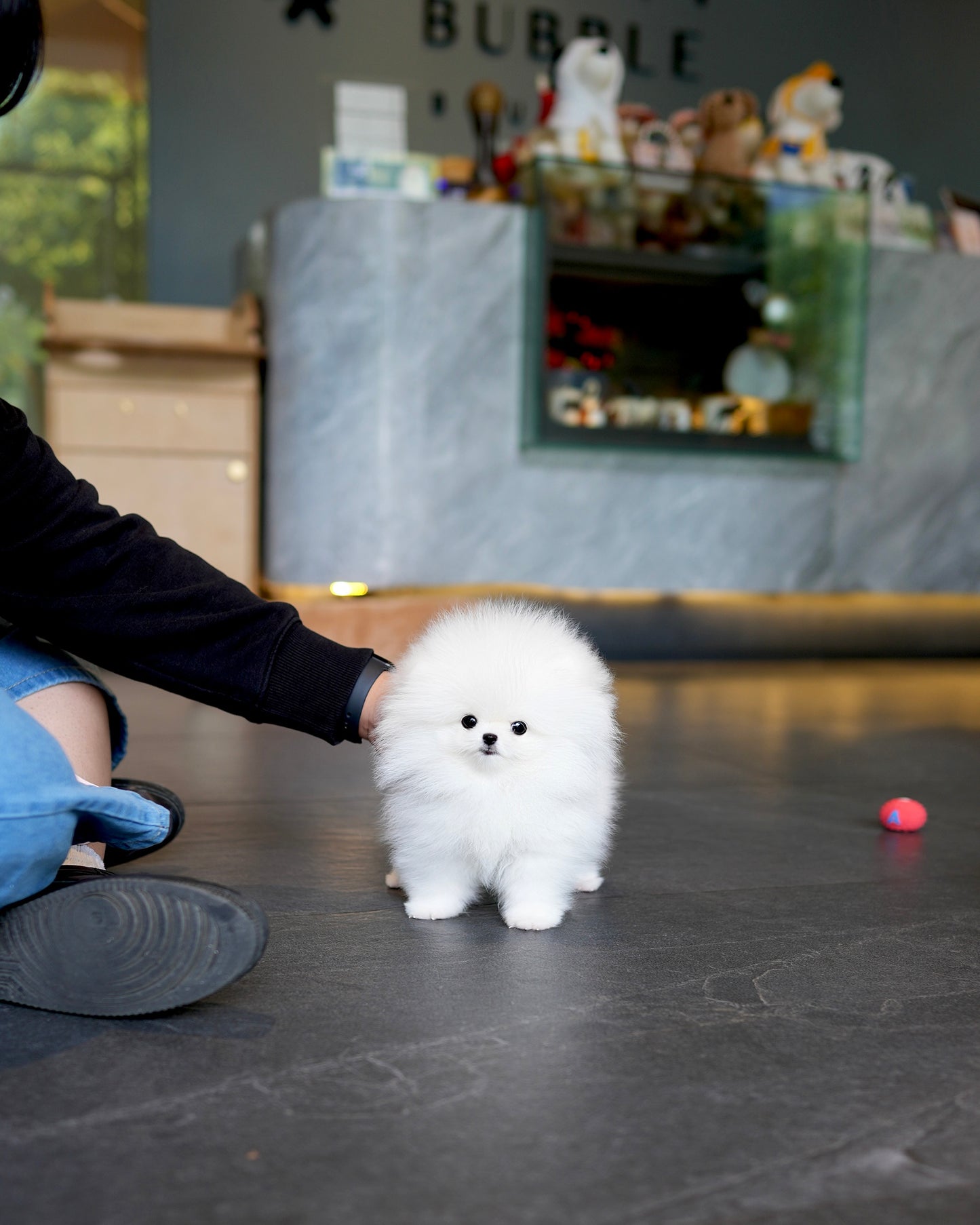 Dom - Pomeranian (White)