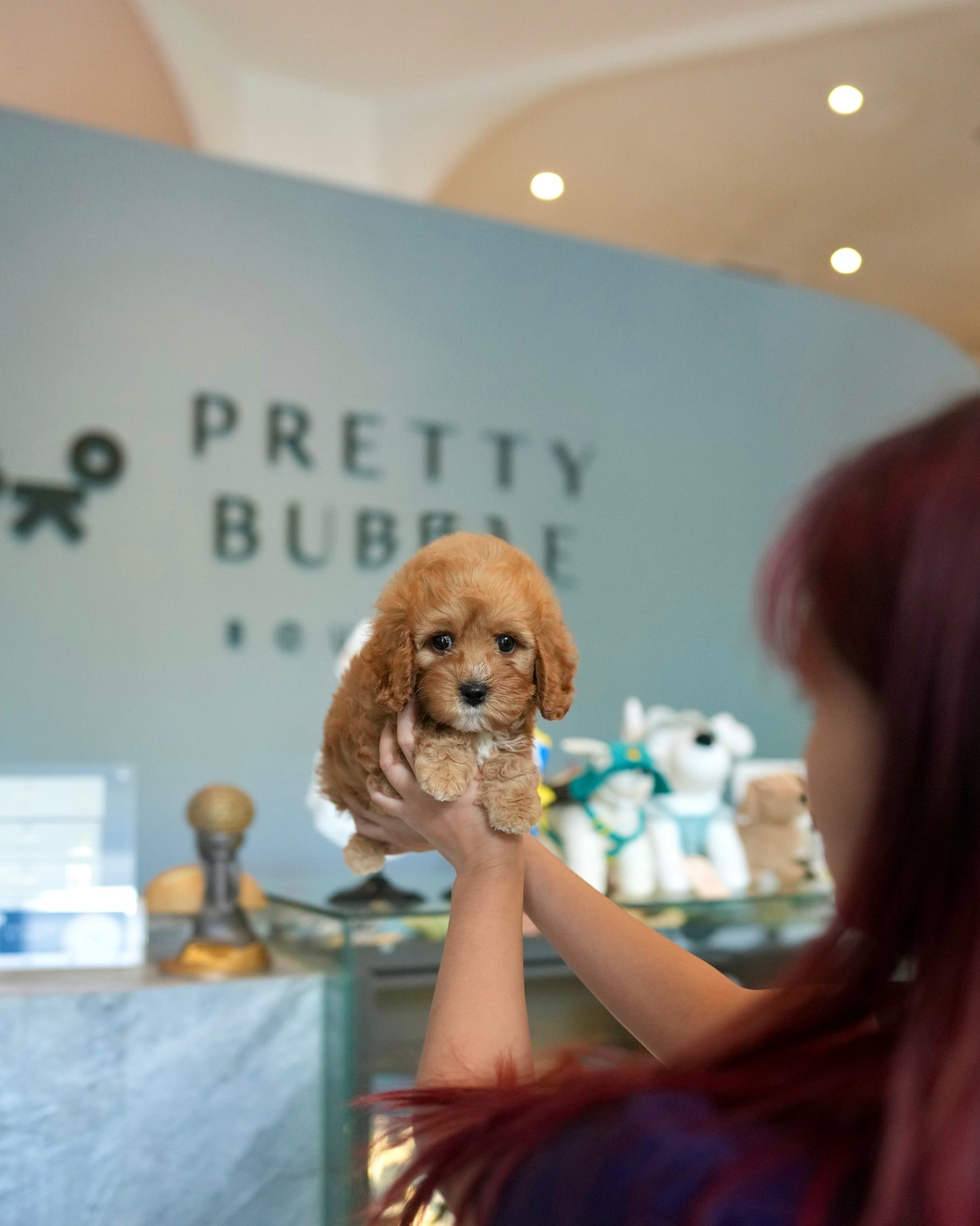 Jeni - Mini Golden Doodle (Brown)