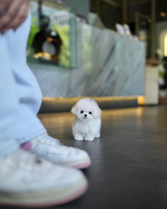 Gizmo - Mini Bichon (White)