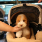 Mike - Giant Poodle (Brown & White)