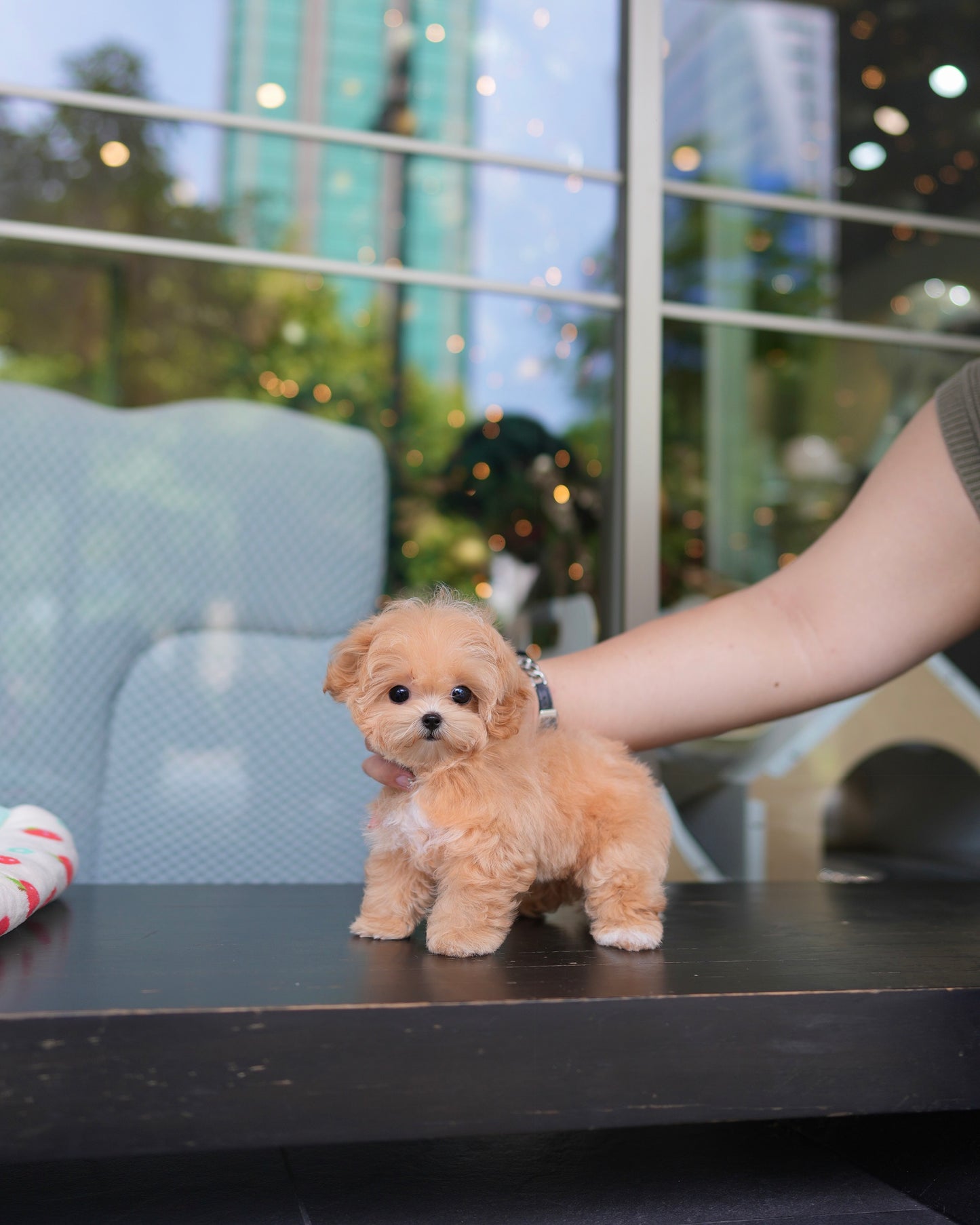 Natty - Maltipoo (Brown & White)