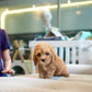 Jeni - Mini Golden Doodle (Brown)