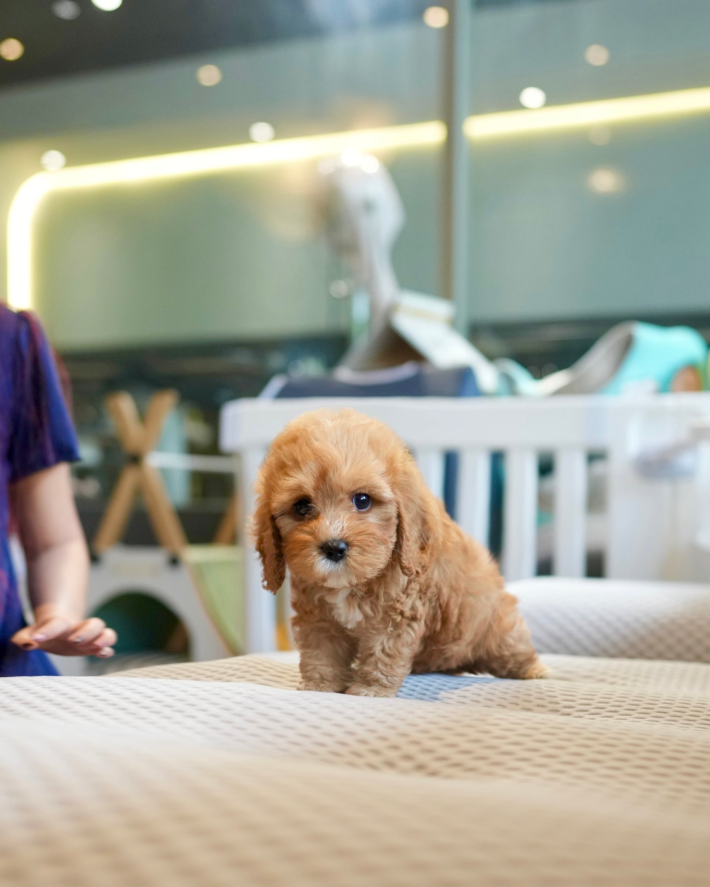 Jeni - Mini Golden Doodle (Brown)