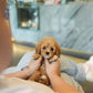 Jeni - Mini Golden Doodle (Brown)