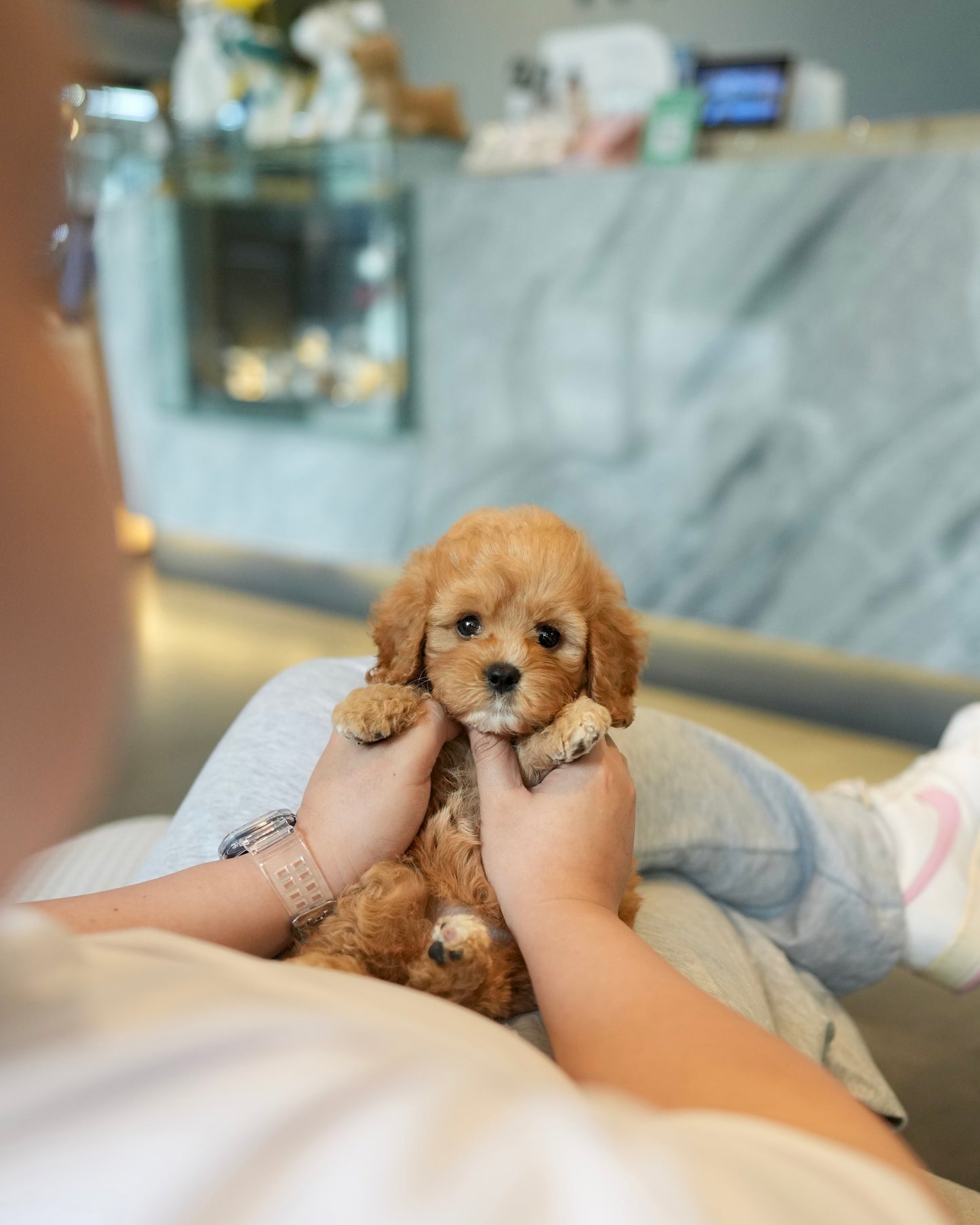 Jeni - Mini Golden Doodle (Brown)