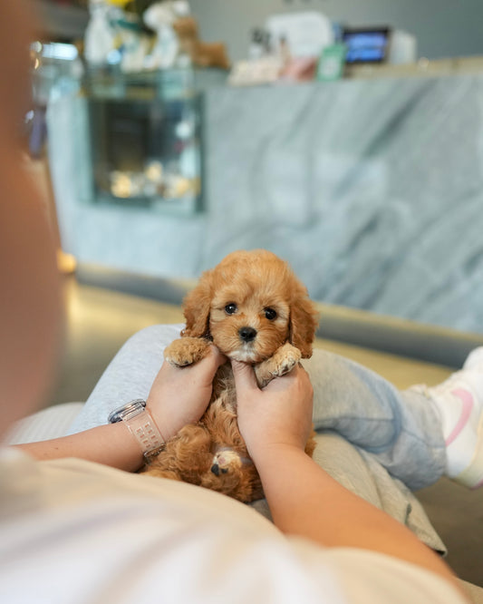 Jeni - Mini Golden Doodle (Brown)