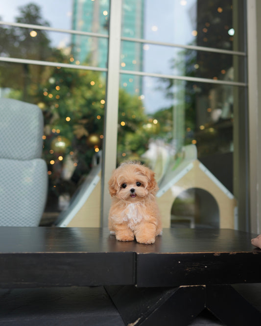 Natty - Maltipoo (Brown & White)