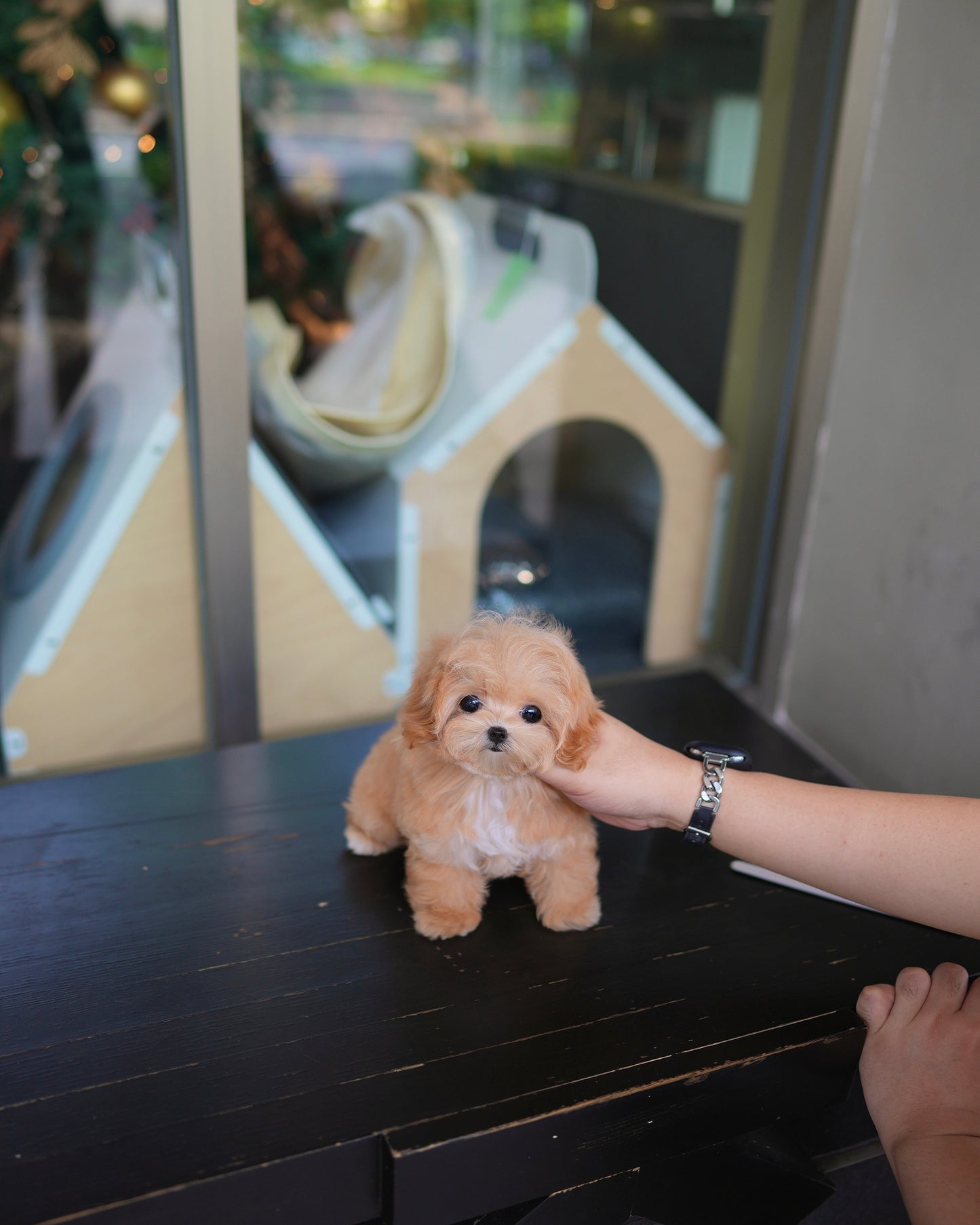 Natty - Maltipoo (Brown & White)