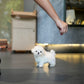Bear - Mini Bichon (White)