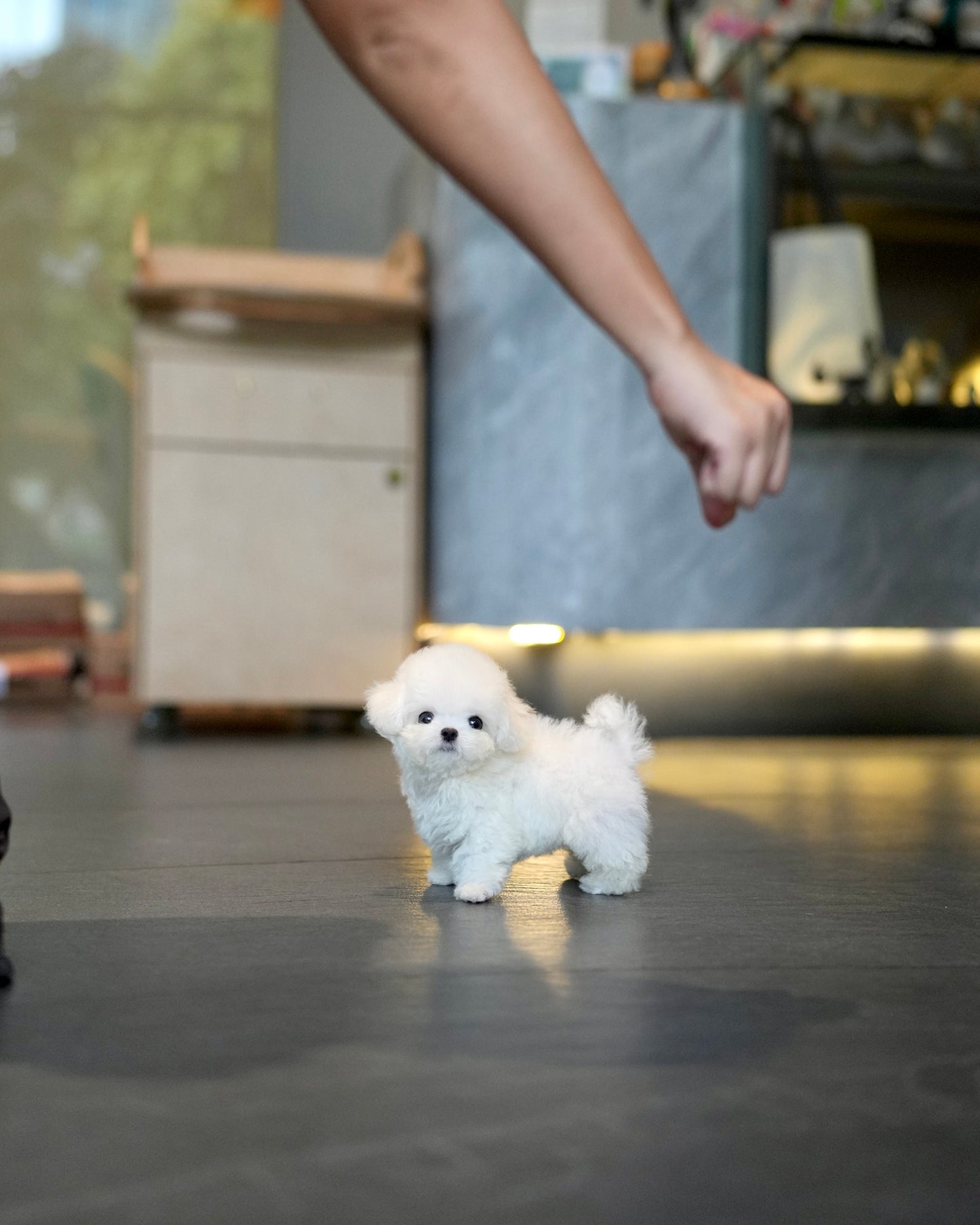 Bear - Mini Bichon (White)