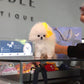 Kane - Pomeranian (White)