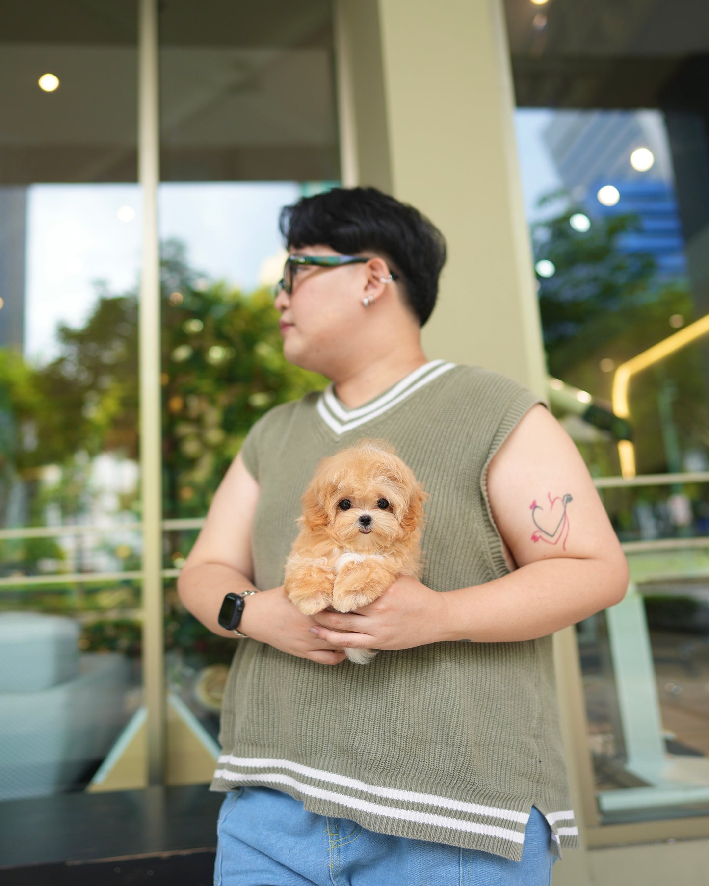 Natty - Maltipoo (Brown & White)