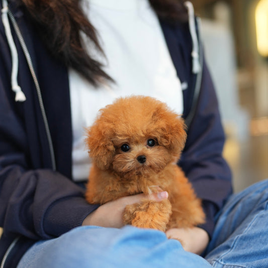 Biscuit - Tiny Poodle (Brown)