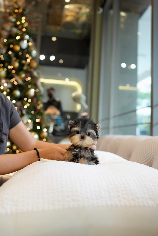 Rum - Yorkshire Terrier (Silver)