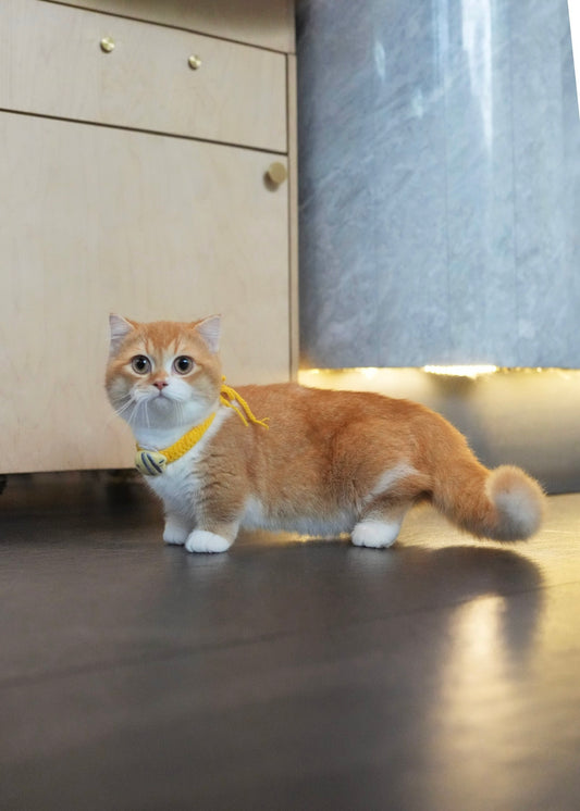Pebbles - Munchkin (Gold)