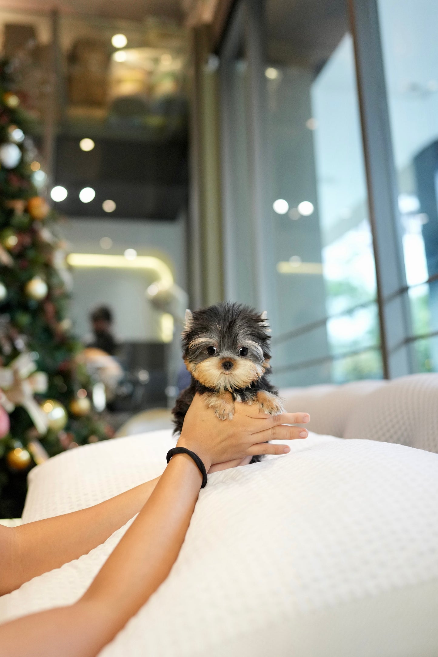 Rum - Yorkshire Terrier (Silver)