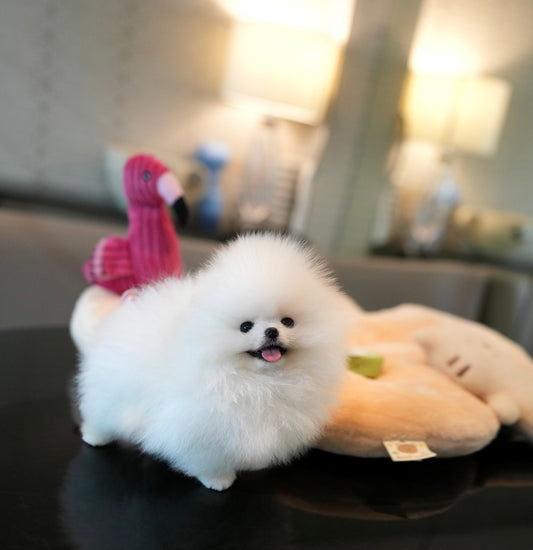 Pomeranian - Louie (White)