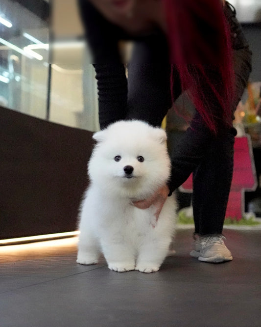 Theo - Samoyed (White)