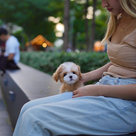 Kia - Maltipoo (Brown & White)