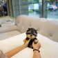 Rum - Yorkshire Terrier (Silver)