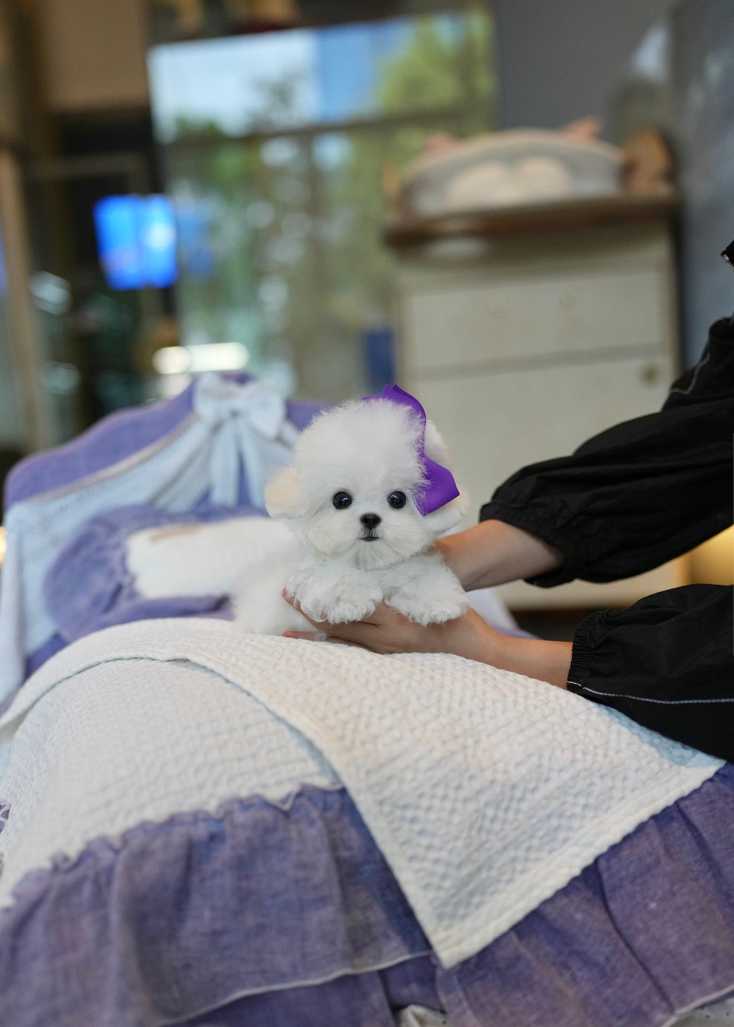 Ivan - Mini Bichon (White)