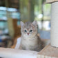 Paolo - British Shorthair (Blue Gold)