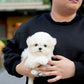 Milky - Mini Bichon (White)