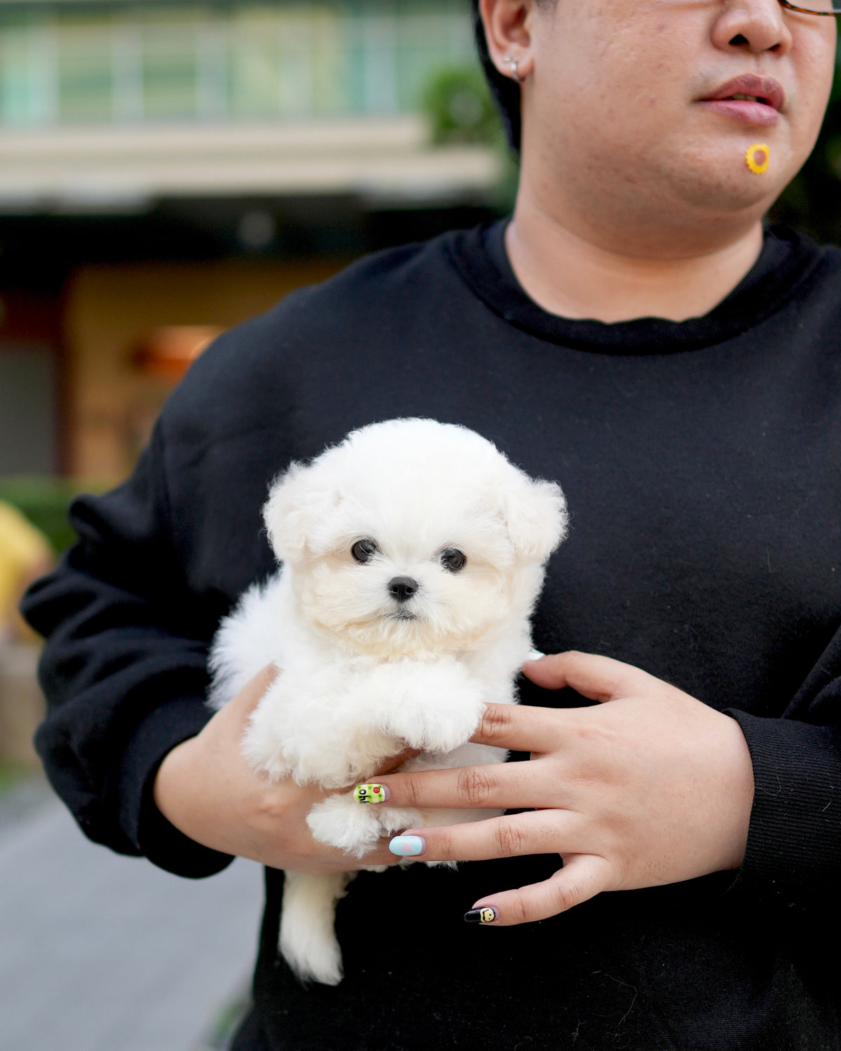 Milky - Mini Bichon (White)