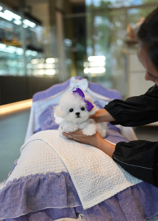 Ivan - Mini Bichon (White)