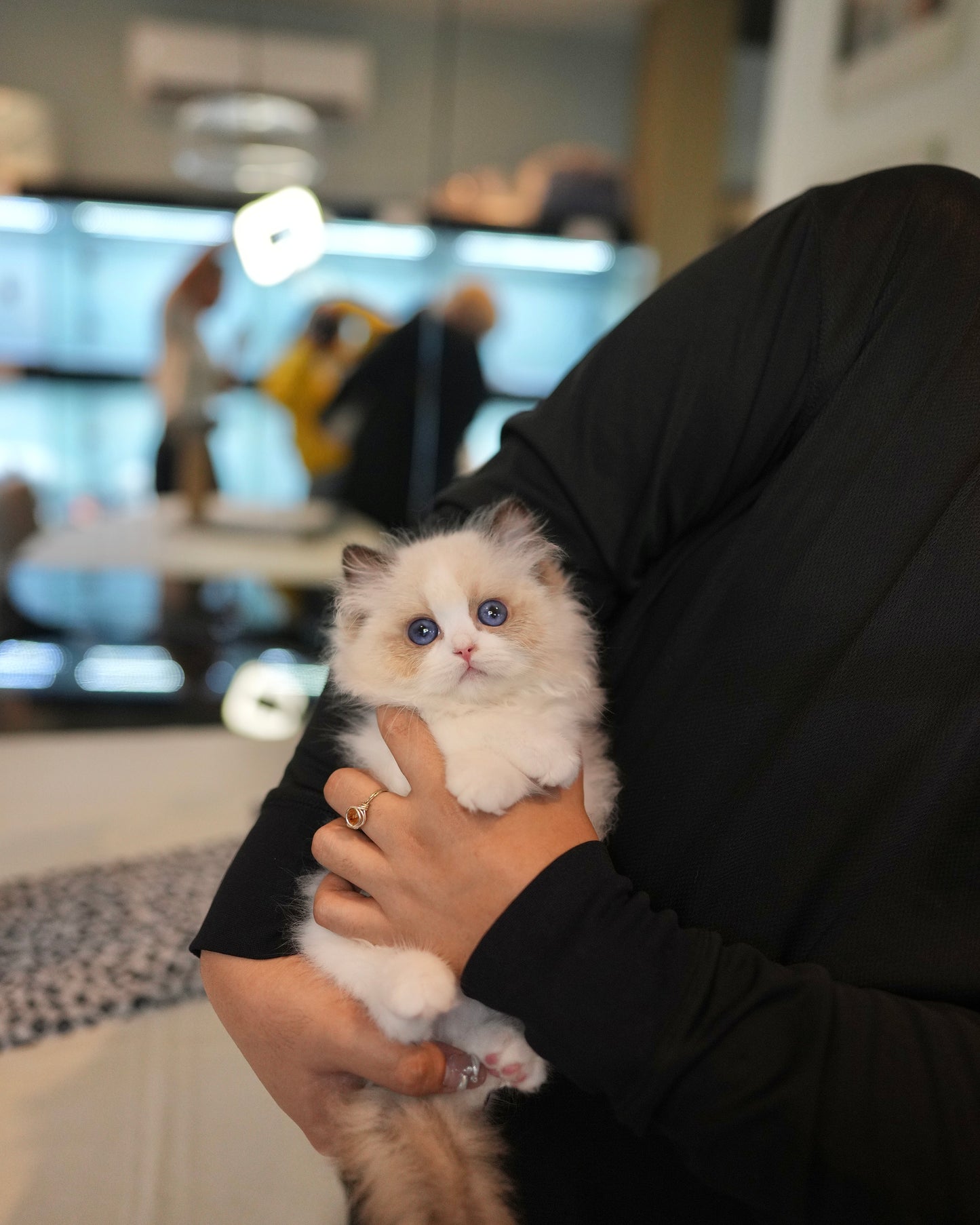 Maybel - Ragdoll (Blue Bi-Color)