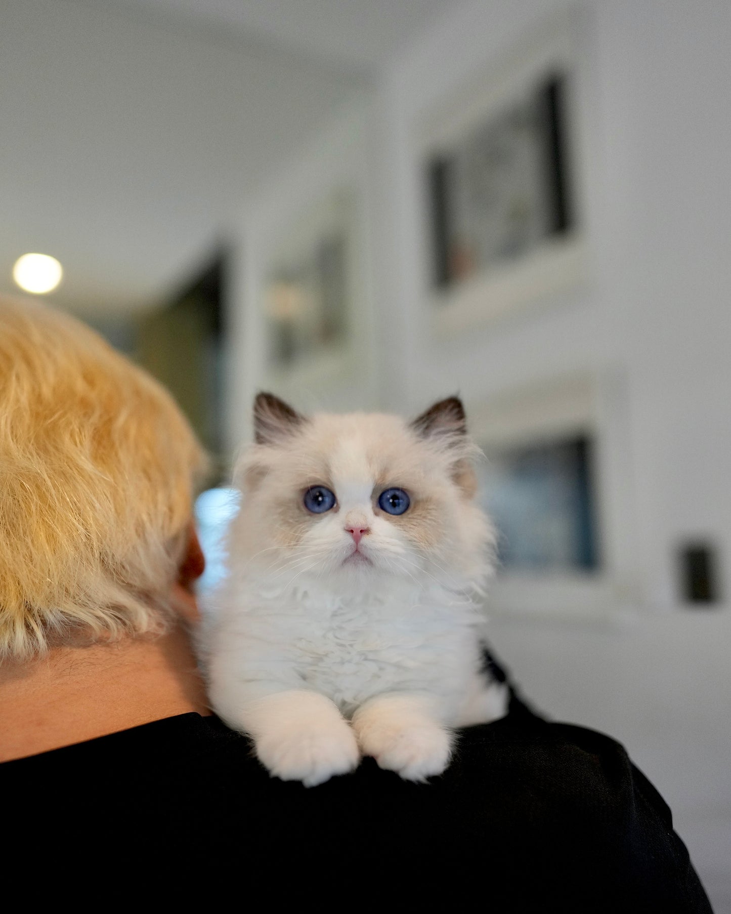 Maybel - Ragdoll (Blue Bi-Color)
