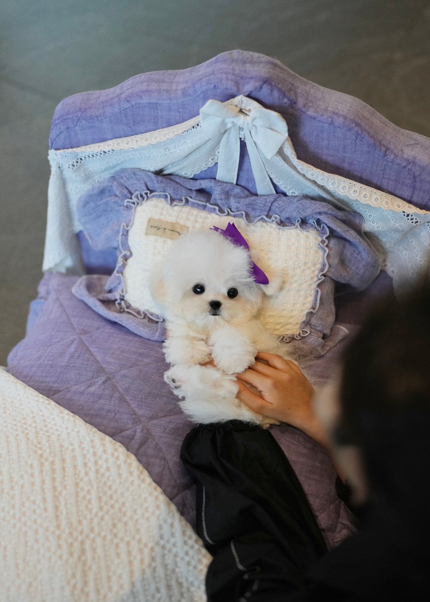 Ivan - Mini Bichon (White)