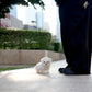 Milky - Mini Bichon (White)