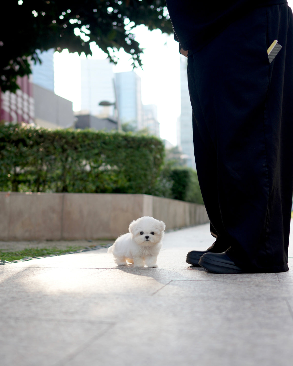 Milky - Mini Bichon (White)