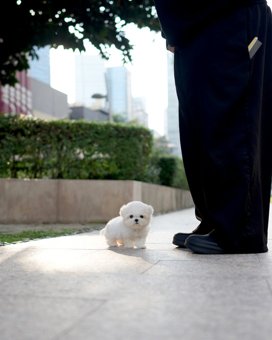 Milky - Mini Bichon (White)