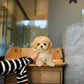 Paolo - Maltipoo (Brown & White)