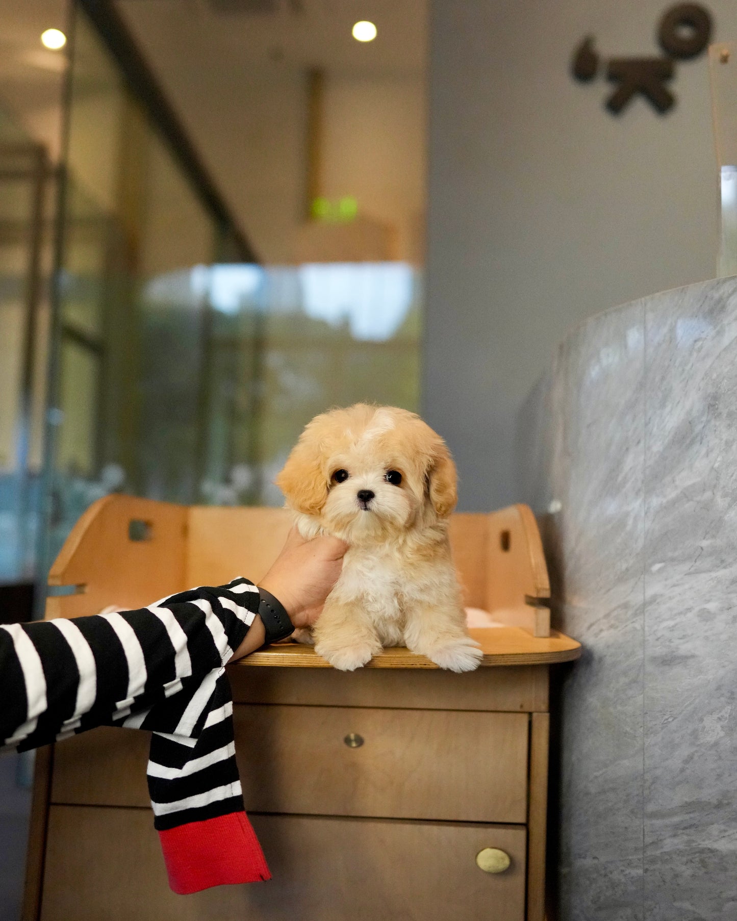 Paolo - Maltipoo (Brown & White)