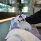 Ivan - Mini Bichon (White)