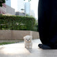 Milky - Mini Bichon (White)